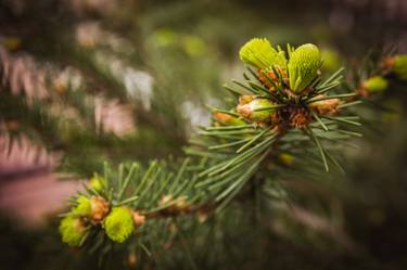 Original Photorealism Tree Photography by Andrei Dragomirescu