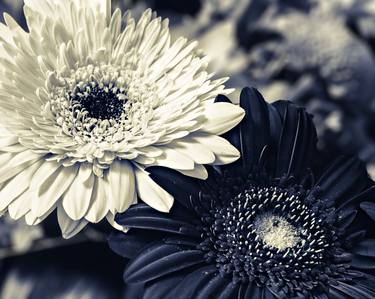 Original Photorealism Floral Photography by Andrei Dragomirescu