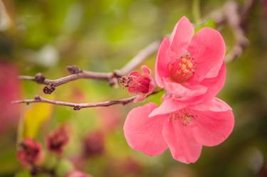 Print of Floral Photography by Andrei Dragomirescu