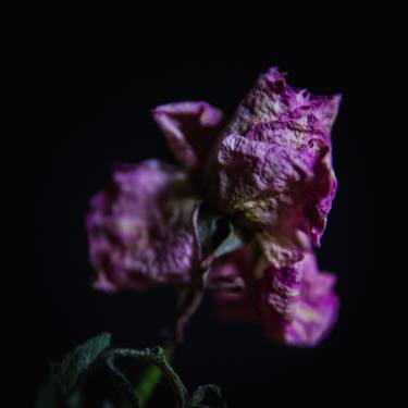 Original Floral Photography by Andrei Dragomirescu