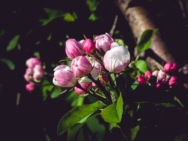 Apple Blossom thumb