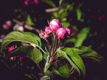 Saatchi Art Artist Andrei Dragomirescu; Photography, “Apple Blossom” #art