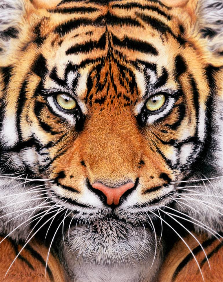 Tiger Face Drawing By Aron Gadd Saatchi Art