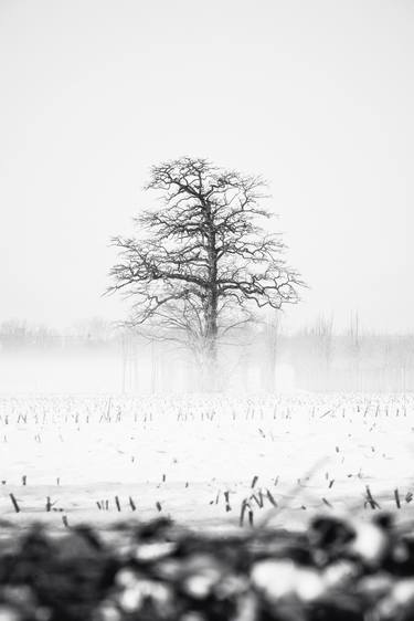 Print of Photorealism Tree Photography by Manon de Koning