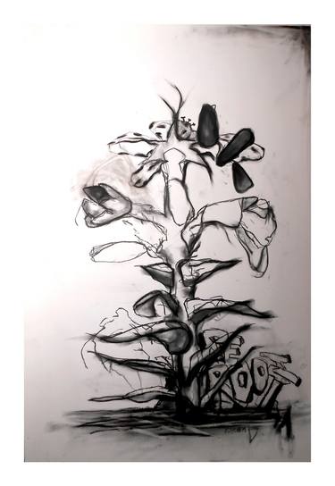 Print of Botanic Drawings by brenda barnum
