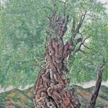 olive Tree by Sergey Levin