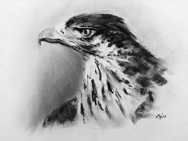 African Hawk Eagle thumb