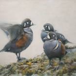 Misty Morning - Harlequin Ducks by Neil Rizos