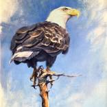Day Watcher - Bald Eagle by Neil Rizos