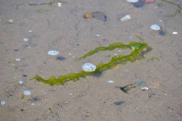 Print of Abstract Beach Photography by lainey irvine