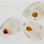The preparation - the eggs 2 by Hilde Provoost