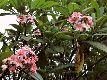 Print of Photorealism Floral Photography by Malvina Palinska