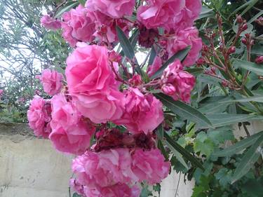 Pretty flowers in Algiers thumb