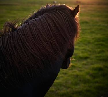 Print of Horse Photography by Santiago Vanegas