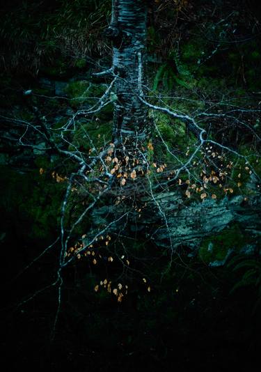 Print of Conceptual Tree Photography by Santiago Vanegas