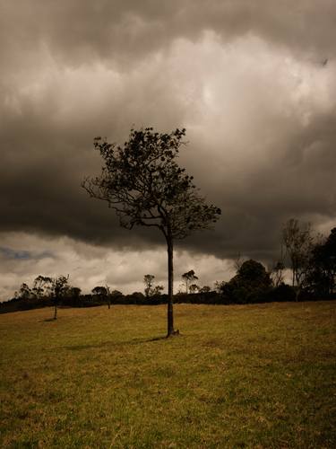 Original Conceptual Tree Photography by Santiago Vanegas