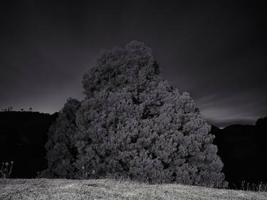 Original Tree Photography by Santiago Vanegas