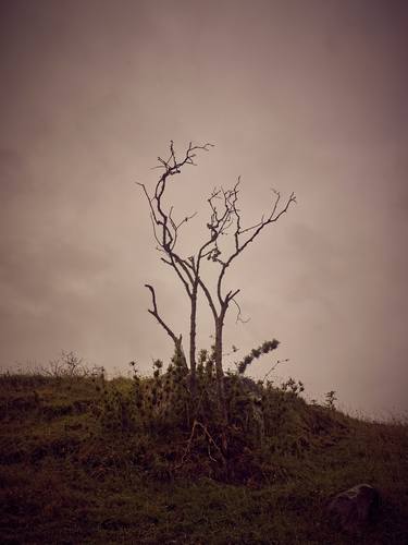 Original Conceptual Tree Photography by Santiago Vanegas