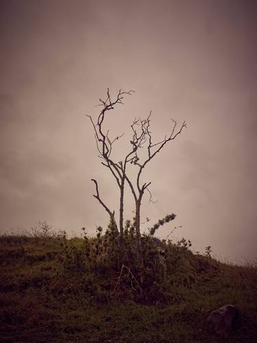 Print of Conceptual Tree Photography by Santiago Vanegas