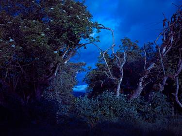 Original Conceptual Tree Photography by Santiago Vanegas