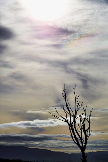 Print of Conceptual Tree Photography by Santiago Vanegas