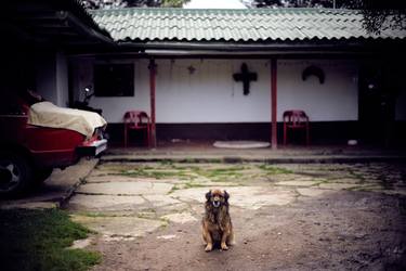 Original Documentary Dogs Photography by Santiago Vanegas