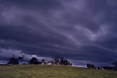 Print of Cows Photography by Santiago Vanegas