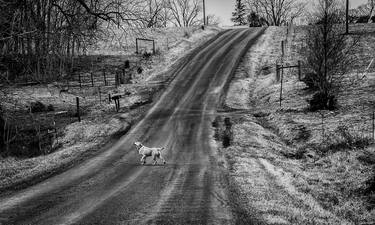  “The Wanderer Dog Walking”  thumb