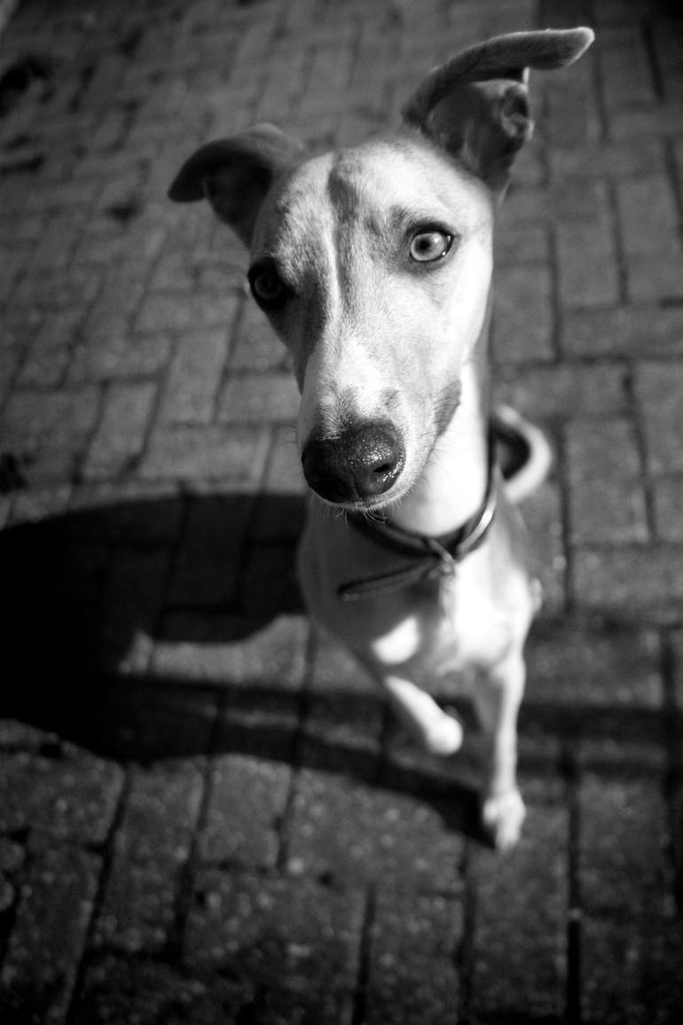 whippet Photography by connor barnes | Saatchi Art