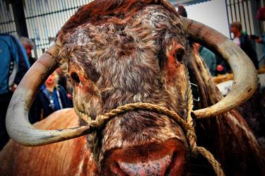 Original Fine Art Cows Photography by Andy Evans Photos
