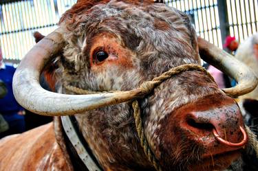 English Long Horn Cow Cattle thumb