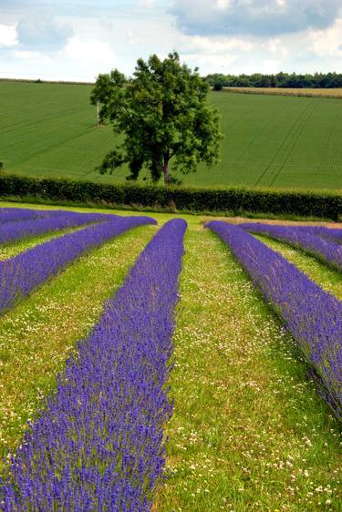 Lavender Field Summer Flowers Cotswolds UK thumb
