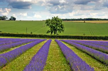 Lavender Field Summer Flowers Cotswolds UK thumb