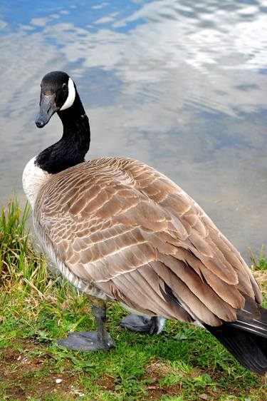 Canada Goose Canadian Geese Wild Bird thumb