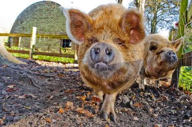 New Zealand Kunekune Pig thumb