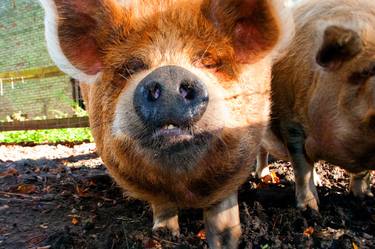 New Zealand Kunekune Pig thumb