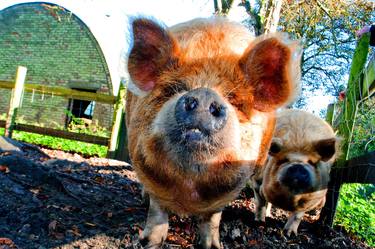 New Zealand Kunekune Pig thumb