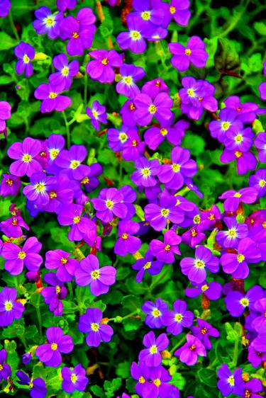 Purple Blue Aubretia Summer Flowers thumb