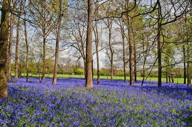 Original Fine Art Floral Photography by Andy Evans Photos