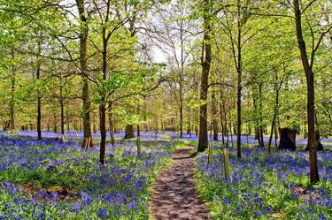 Bluebell Woods Greys Court England UK thumb