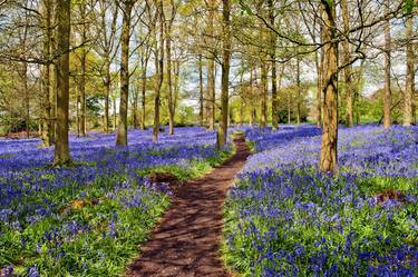 Bluebell Woods Greys Court England UK thumb