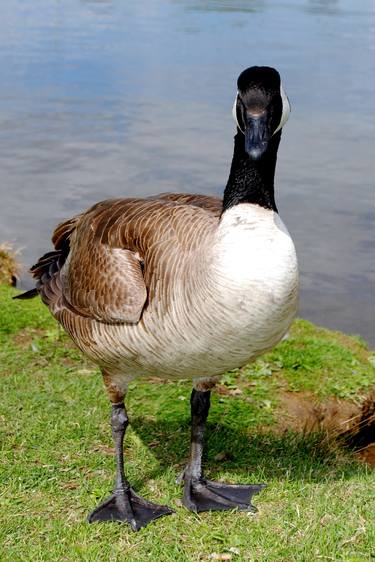 Canada Goose Canadian Geese Wild Bird thumb