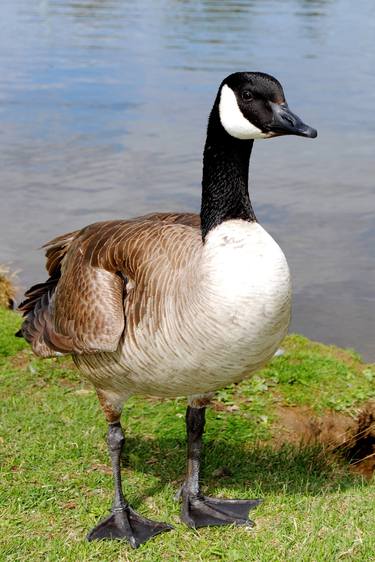 Canada Goose Canadian Geese Wild Bird thumb