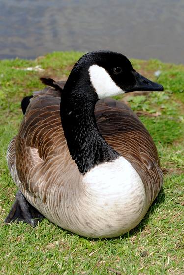 Canada Goose Canadian Geese Wild Bird thumb