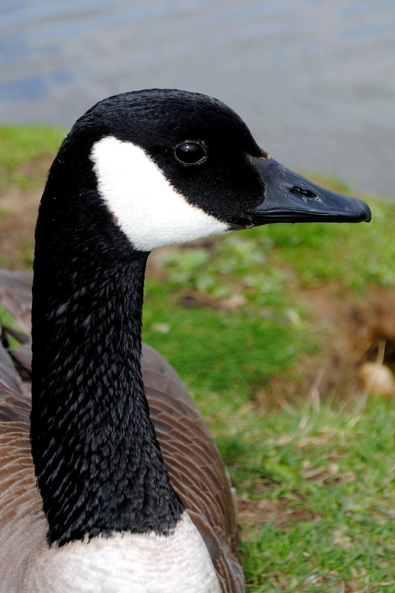 Canada Goose Canadian Geese Wild Bird