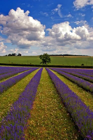 Lavender Field Purple Flowers Cotswolds England thumb