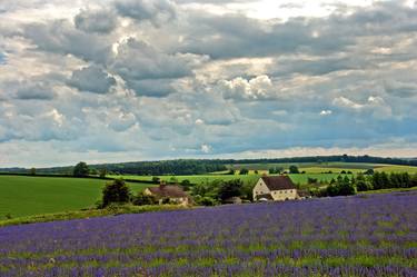 Lavender Field Purple Flowers Cotswolds England thumb