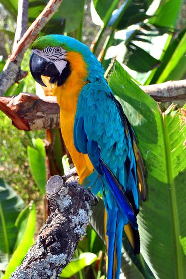 Macaw Parrot Yellow And Blue Bird thumb