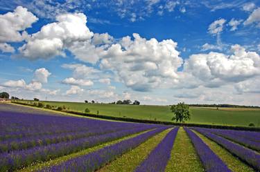Lavender Field Purple Flowers Cotswolds England thumb