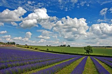 Lavender Field Purple Flowers Cotswolds England thumb